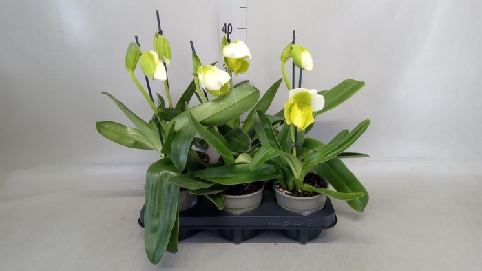 <h4>Paphiopedilum  'Amerikaanse hybrid'</h4>