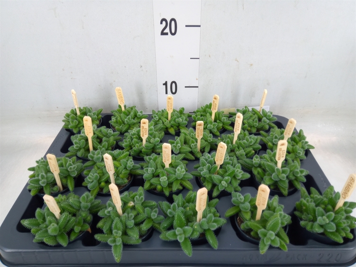 <h4>Delosperma echinatum</h4>