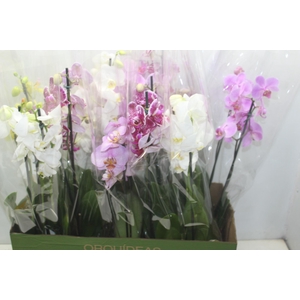 PHALAENOPSIS P12 2 HT