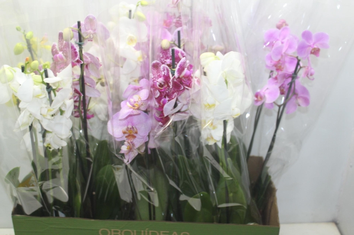 <h4>PHALAENOPSIS P12 2 HT</h4>