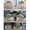 Echinocactus grusonii
