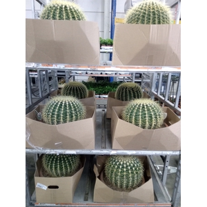 Echinocactus grusonii