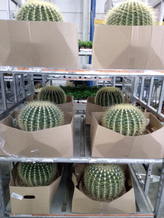 <h4>Echinocactus grusonii</h4>