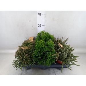 Rhipsalis   ...mix