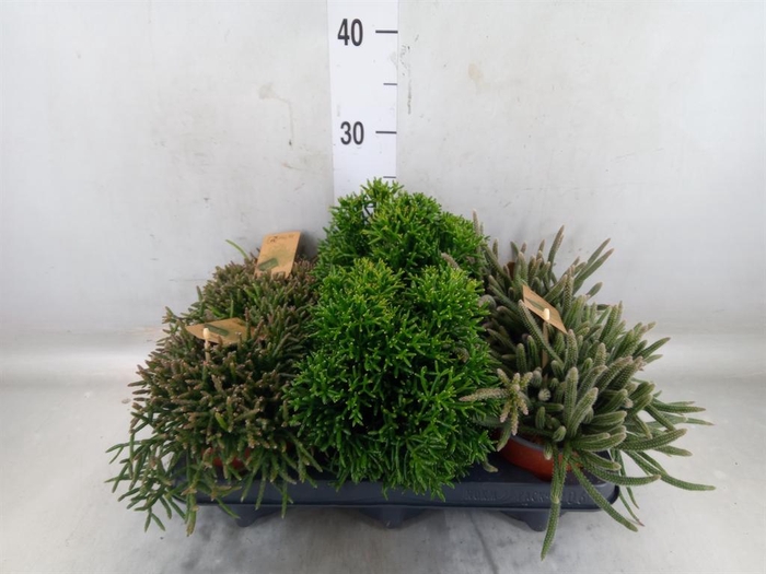 <h4>Rhipsalis   ...mix</h4>