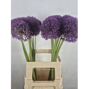 ALLIUM PINBALL WIZAR