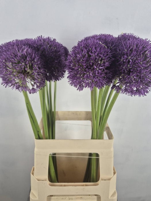 <h4>ALLIUM PINBALL WIZAR</h4>