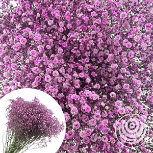 Gyps Xlence Pink 40gr