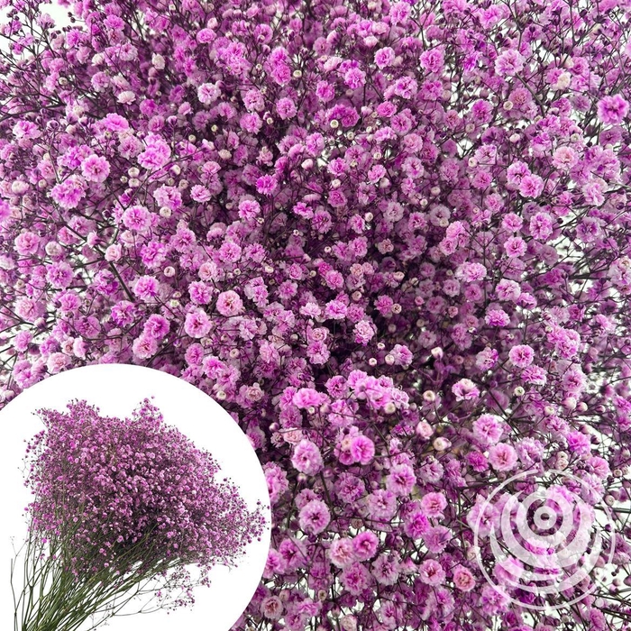 <h4>Gyps Xlence Pink 40gr</h4>