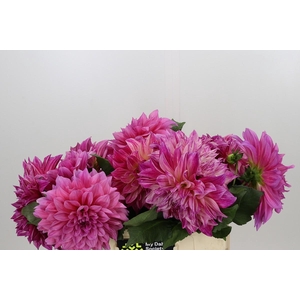 Dahlia Cafe Au Lait