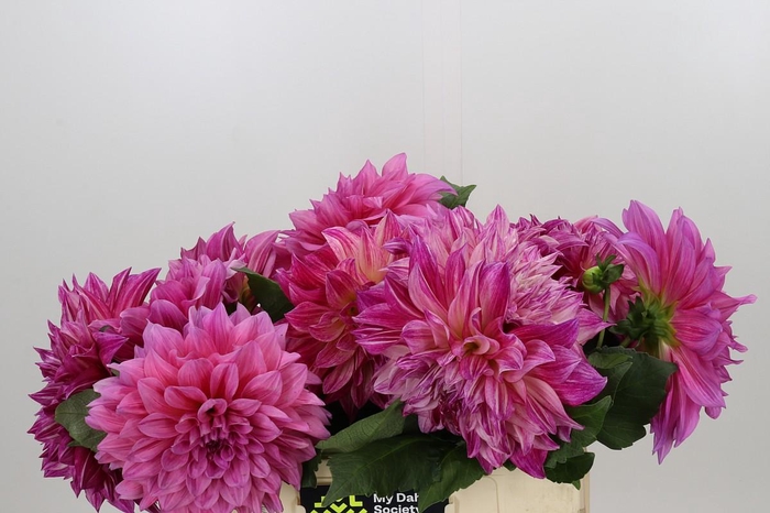 <h4>Dahlia Cafe Au Lait</h4>