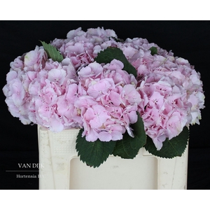 HYDR M CH VERENA