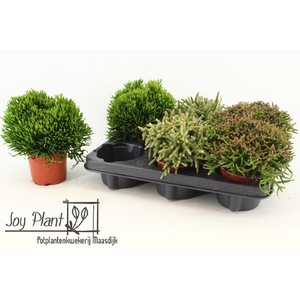 Rhipsalis burchellii mixed (Cites) 10,5Ø 15cm