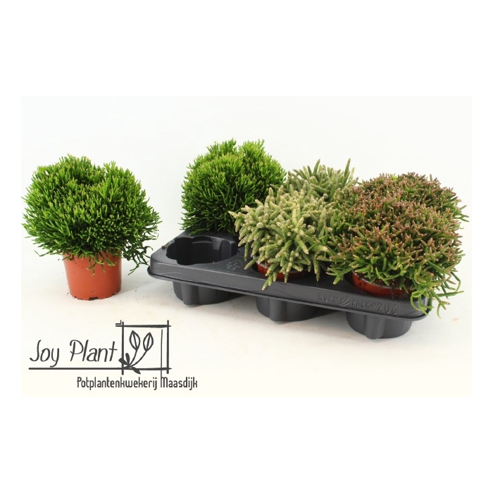 <h4>Rhipsalis burchellii mixed (Cites) 10,5Ø 15cm</h4>