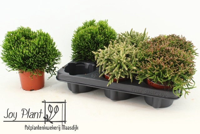 Rhipsalis burchellii mixed (Cites) 10,5Ø 15cm