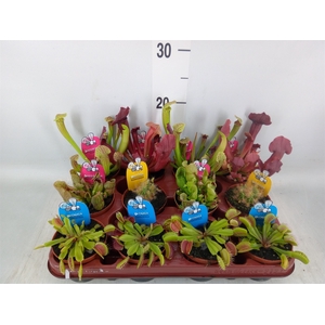 Vleesetende planten