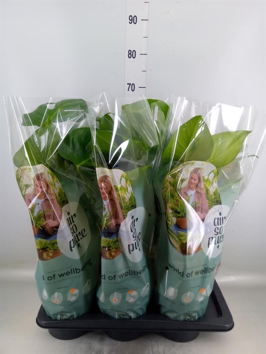 <h4>Monstera delic.</h4>