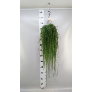 Rhipsalis   ...