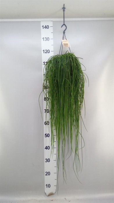 <h4>Rhipsalis   ...</h4>