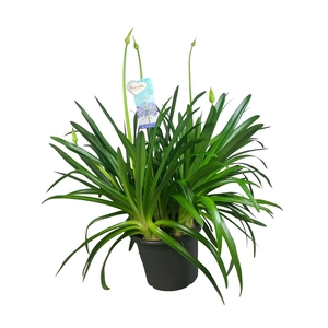 Agapanthus Big Blue, 6-10 takken