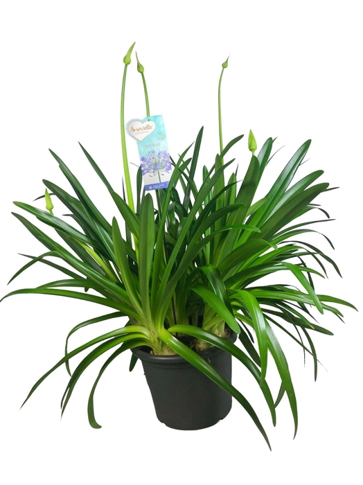 <h4>Agapanthus Big Blue, 6-10 takken</h4>