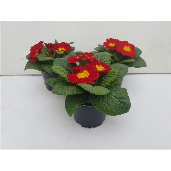 <h4>Primula acaulis rood</h4>