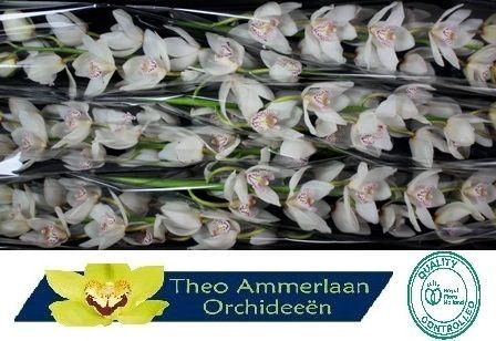 <h4>CYMB T MRS WHIT CRYS</h4>