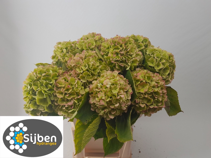 <h4>HYDR M CH VERENA CL</h4>