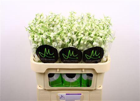 <h4>Delph En Be An White</h4>