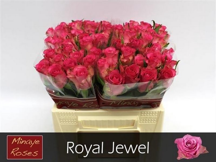 R Gr Royal Jewel Minaye