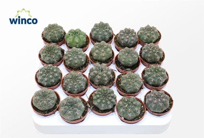 <h4>Gymnocalycium Baldianum</h4>