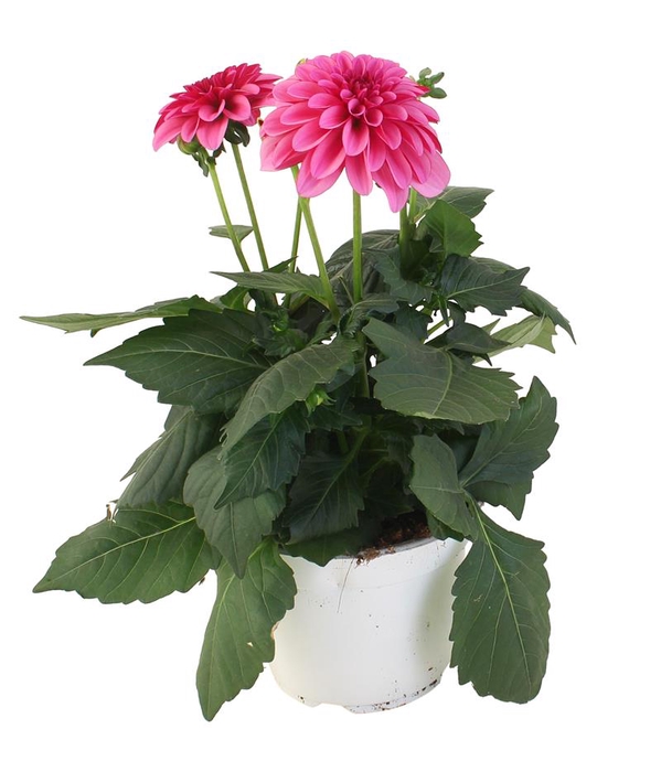 <h4>DAHLIA-HYBRID P14</h4>