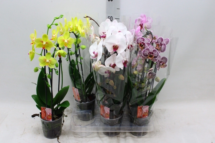 <h4>PHAL EL CASCADE</h4>