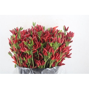 Pepers Paprika Rood Pbs
