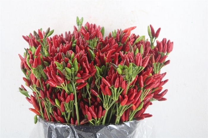 <h4>Pepers Paprika Rood Pbs</h4>