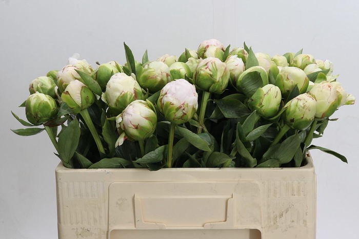 <h4>Paeonia Mothers Choice</h4>