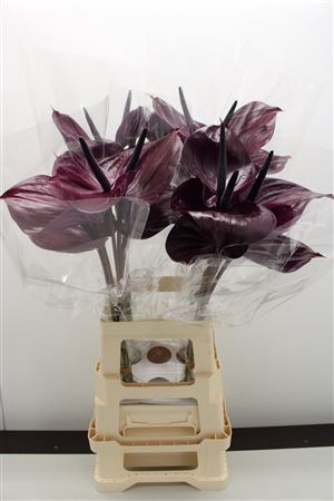<h4>Anthurium Maravilla</h4>