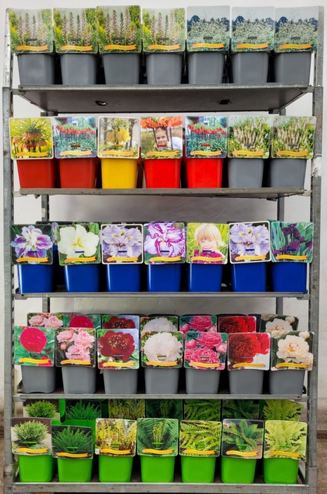 Vaste planten gemengd 4 soorten