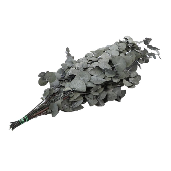 <h4>Preserved Eucalyptus Cinerea 65cm 150g</h4>