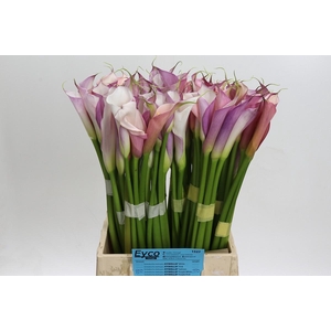 Zantedeschia Eydolls Purple White