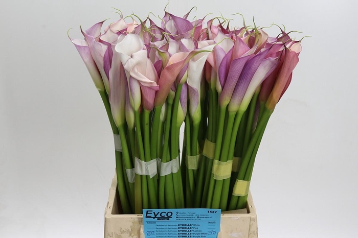 <h4>Zantedeschia Eydolls Purple White</h4>