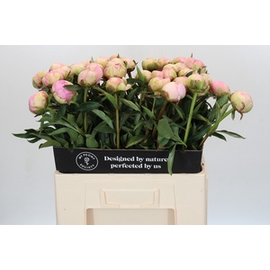 Paeonia Dinner Plate