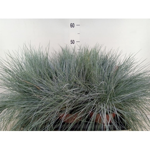 Festuca glauca 'Intens Blue'