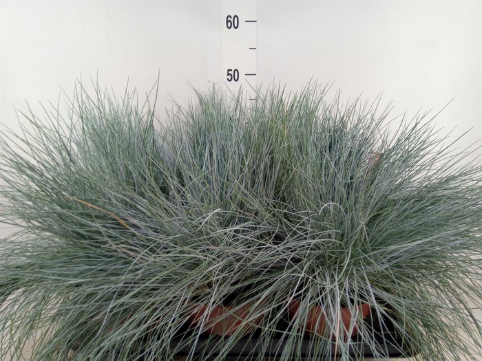 <h4>Festuca glauca 'Intens Blue'</h4>