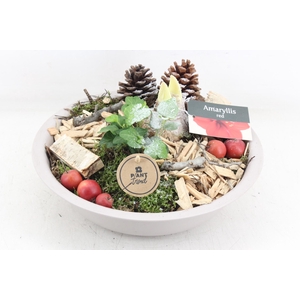 arr4 Amaryllis PL - Zink taupe schaal RED