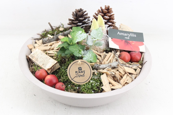 <h4>arr4 Amaryllis PL - Zink taupe schaal RED</h4>