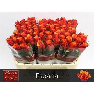 R GR ESPANA@