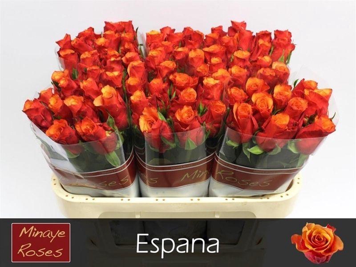 <h4>R GR ESPANA@</h4>