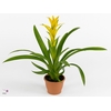 Guzmania Hilda Luxe Keramiek (Decorum)