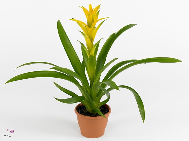 Guzmania Hilda (Decorum)